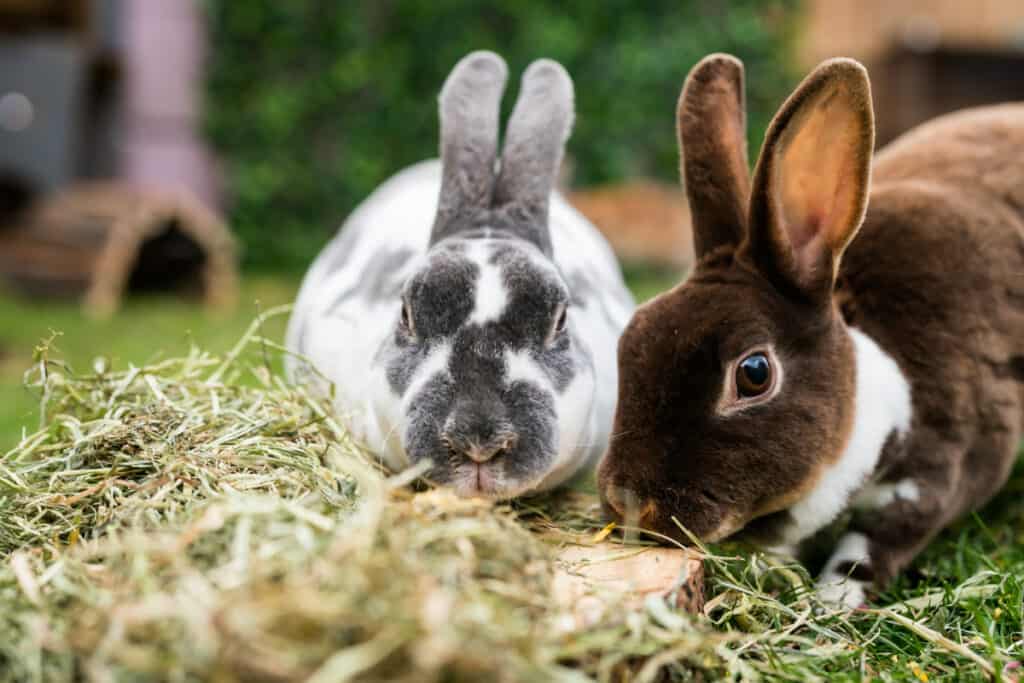 Was Fressen Kaninchen Am Liebsten Leitfaden zur Ernährung deiner Kaninchen - Burgess Pet Care