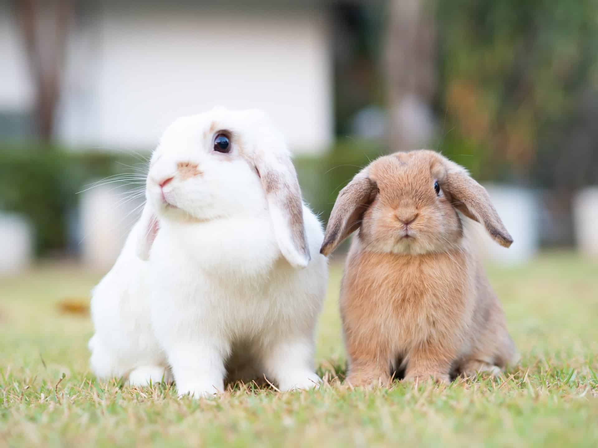 Featured image for So bleiben Kleintiere im Winter warm: Die Top 5 Tipps